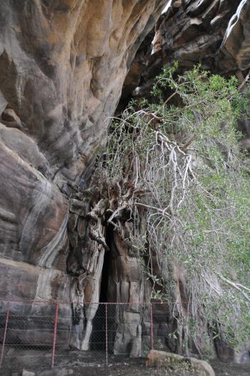 A large ficus tree, mentioned by several travellers over the years.Credit: Heather MacAlister 