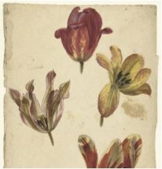 Bloemstudies van vier tulpen, Elias van Nijmegen, 1677 - 1755 (Rijksmuseum collection)