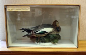 European Wigeon Specimen, collected near Haydon Bridge in 1907 by G.E. Crawhail.